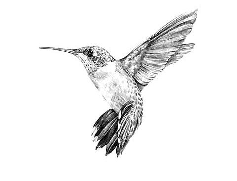 The Hummingbird tattoos Design Ideas, Meaning - VeAn Tattoo