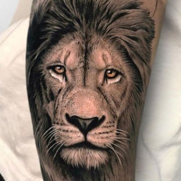 Sketch style lion tattoo by Enya Chiara, Nul181, Zuidland, The Netherlands  : r/tattoos